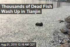 Fish Near Tianjin Blast Site Are Dying Off