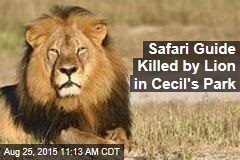 Safari Guide Killed by Lion in Cecil&#39;s Park