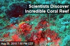 Scientists Discover Incredible Coral Reef