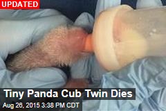 Tiny Panda Cub Twin Dies