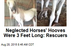 Neglected Horses&#39; Hooves Were 3 Feet Long: Rescuers