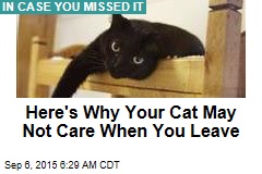 Here&#39;s Why Your Cat May Not Care When You Leave