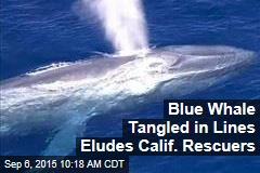 Blue Whale Tangled in Lines Eludes Calif. Rescuers