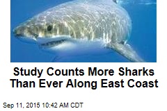 Study Counts More Sharks Than Ever Along East Coast