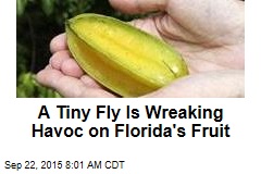 A Tiny Fly Is Wreaking Havoc on Florida&#39;s Fruit