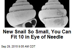 New Snail So Small, You Can Fit 10 in Eye of Needle