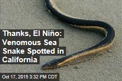 Thanks, El Ni&ntilde;o: Poisonous Sea Snake Spotted in California