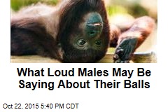 What Loud Males May Be Saying About Their Balls