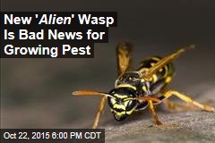 New &#39; Alien &#39; Wasp Is Bad News for Growing Pest