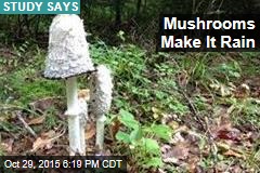 Mushrooms Make It Rain