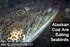 Alaskan Cod Are Eating Seabirds