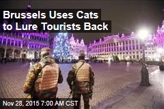 Brussels Uses Cats to Lure Tourists Back
