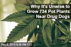 Why It&#39;s Unwise to Grow 734 Pot Plants Near Drug Dogs