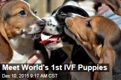 Meet World&#39;s 1st IVF Puppies