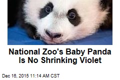 National Zoo&#39;s Baby Panda Is No Shrinking Violet