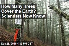 Researchers Tally Up All the Trees on the Planet