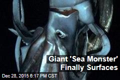 Rare Giant Squid Comes to the Surface