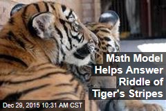 Math Model Helps Answer Riddle of Tiger&#39;s Stripes