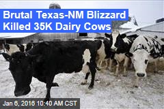 Brutal Texas-NM Blizzard Killed 35K Dairy Cows