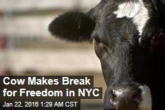 Cow Makes Break for Freedom in NYC