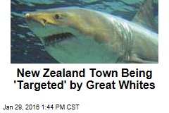 New Zealand Town Being &#39;Targeted&#39; by Great Whites