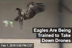Eagles Are Being Trained to Take Down Drones