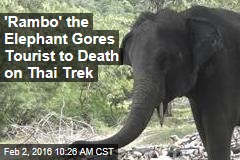 &#39;Rambo&#39; the Elephant Gores Tourist to Death on Thai Trek