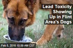 Lead Toxicity Showing Up in Flint Area&#39;s Dogs