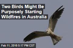 Two Birds Might Be Purposefully Starting Wildfires in Australia