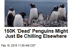 150K &#39;Dead&#39; Penguins Might Just Be Chilling Elsewhere