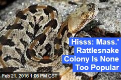 Hisss: Mass.&#39; Rattlesnake Colony Is None Too Popular