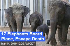17 Elephants Board Plane, Escape Death