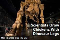 Scientists Grow Chickens With Dinosaur Legs