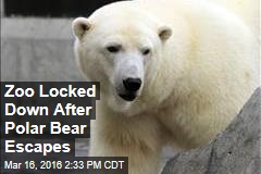 Zoo Locked Down After Polar Bear Escapes
