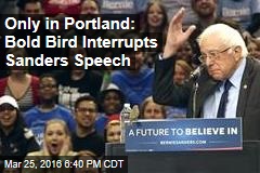 Only in Portland: Bold Bird Interrupts Sanders Speech