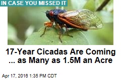 17-Year Cicadas Are Coming ... as Many as 1.5M an Acre