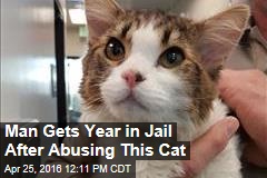 Man Gets Year in Jail for Abusing This Cat