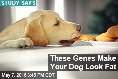 These Genes Make Your Dog Look Fat