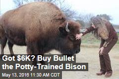 Got $6K? Buy Bullet the Potty-Trained Bison