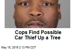 Cops Find Possible Car Thief Up a Tree