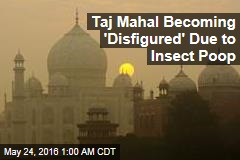 Insect Poop Is Wrecking the Taj Mahal