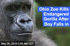 Ohio Zoo Kills Gorilla After Boy Falls in
