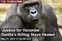 &#39;Justice for Harambe&#39;: Gorilla&#39;s Killing Stays Heated