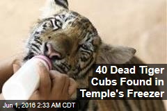 40 Dead Tiger Cubs Found in Temple&#39;s Freezer