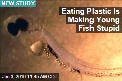 Eating Plastic Is Making Young Fish Stupid