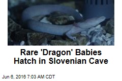 Rare &#39;Dragon&#39; Babies Hatch in Slovenian Cave
