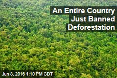 deforestation – News Stories About deforestation - Page 1 | Newser