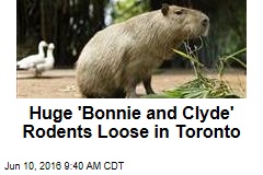 Huge &#39;Bonnie and Clyde&#39; Rodents Loose in Toronto
