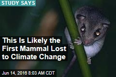 This Is Likely the First Mammal Lost to Climate Change