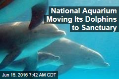 National Aquarium Moving Its Dolphins to Sanctuary